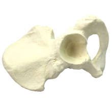 Buy One 12316 Ilium, Artificial Drillable Hip Bone Model